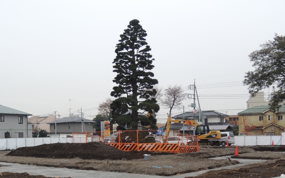 敷地に残されたチャボヒバ（矮鶏檜葉）